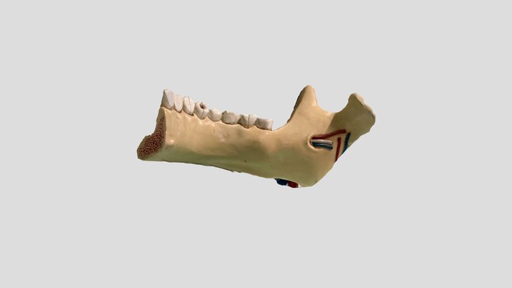 mandibola 3D Model