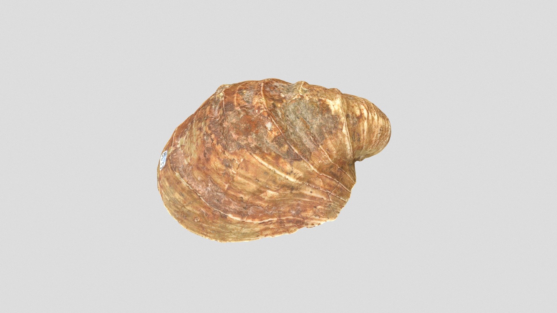 Inoceramus