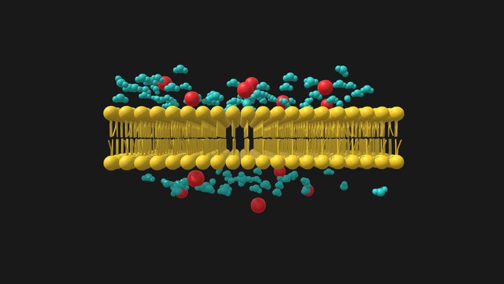 Passive Transport - Osmosis 3D Model