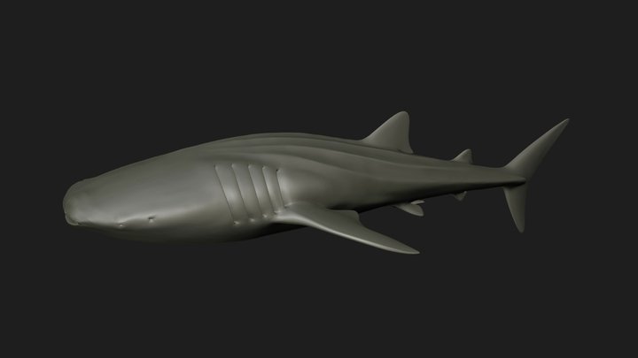 Model 99B - Whale Shark - Mesh Only