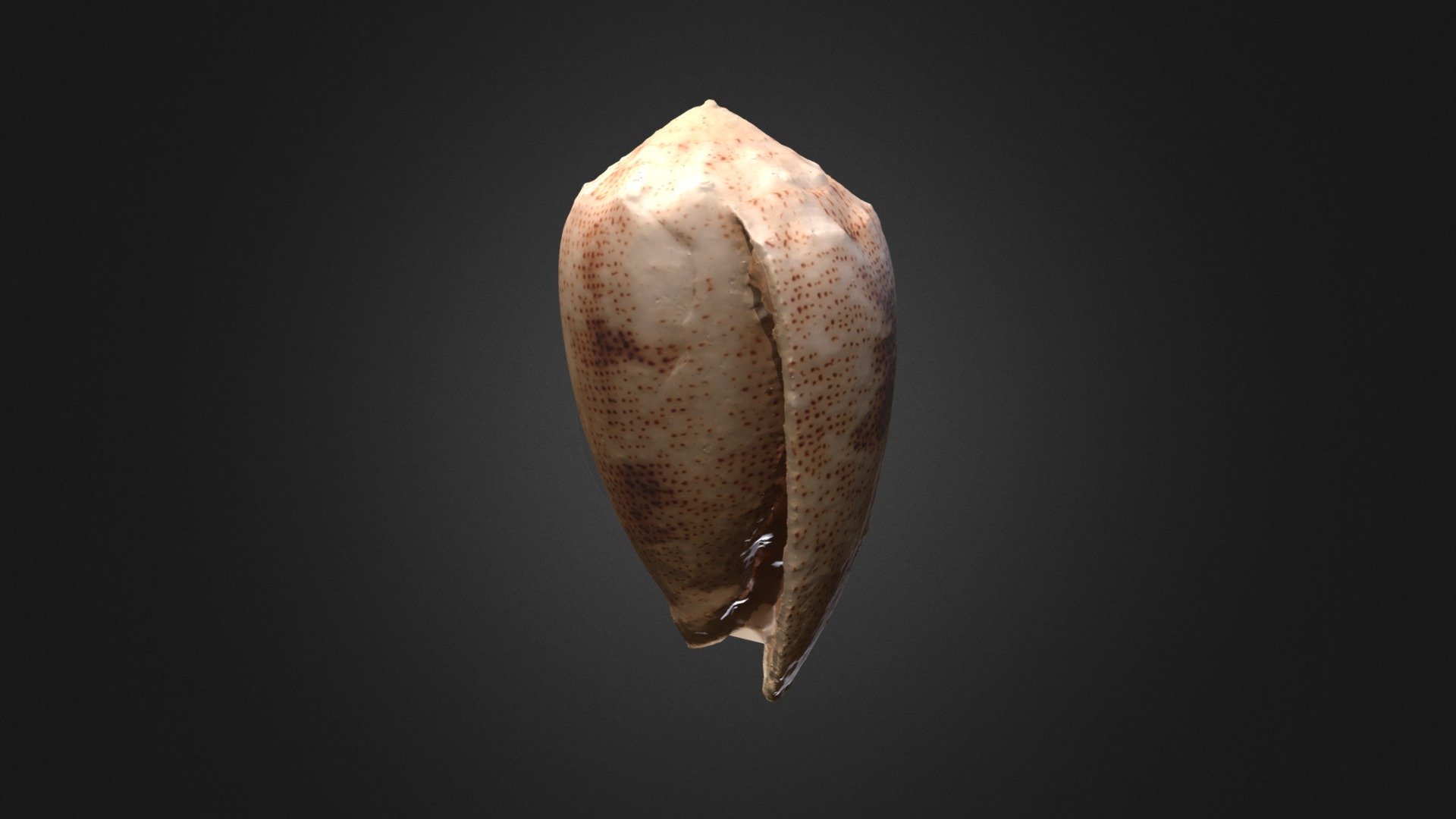 Conus arenatus