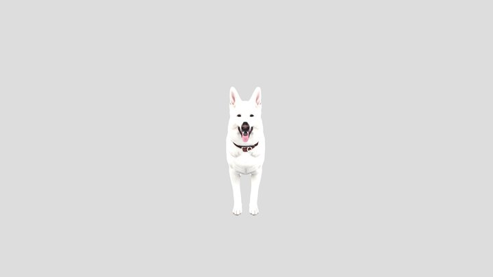 white shepherd dog 3D Model