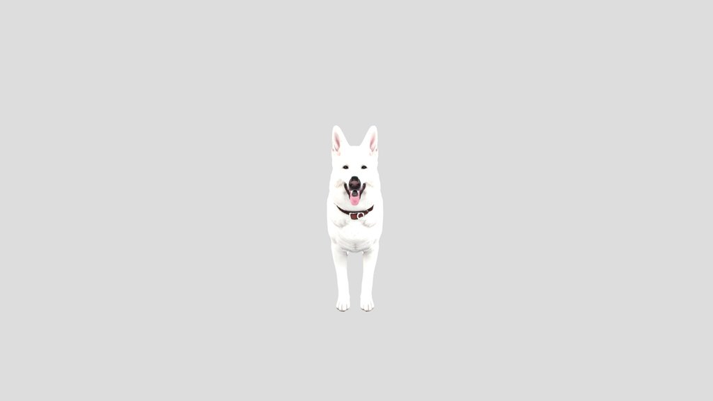 white shepherd dog