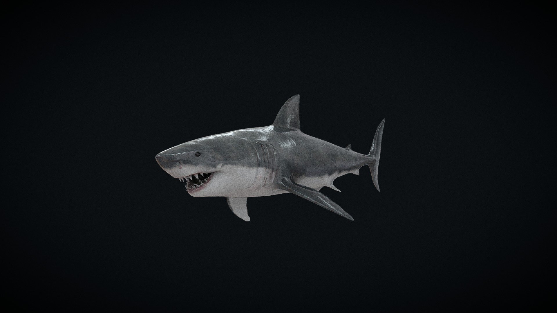 VR Shark - 3D model by EpigraphicStudios (@EpigraphicStudios