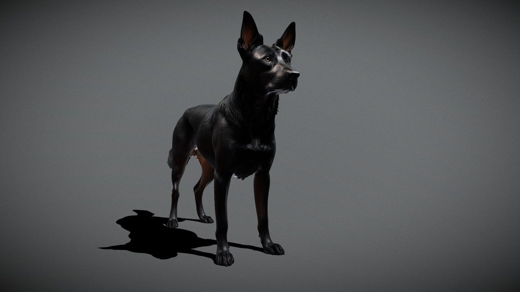 Black Dog | Belgian | Groenendael [MESHY 6]