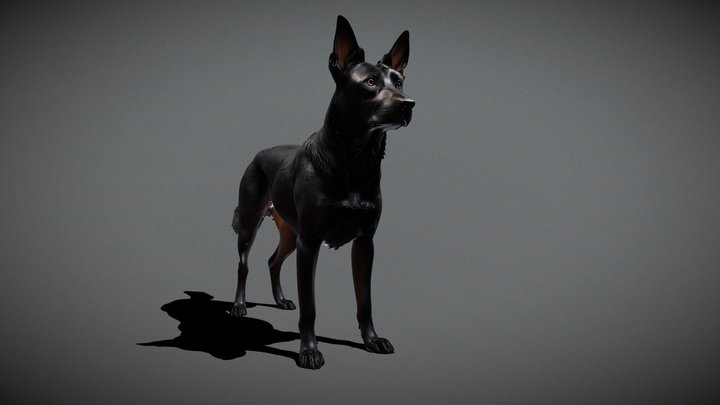 Black Dog | Belgian | Groenendael [MESHY 6]