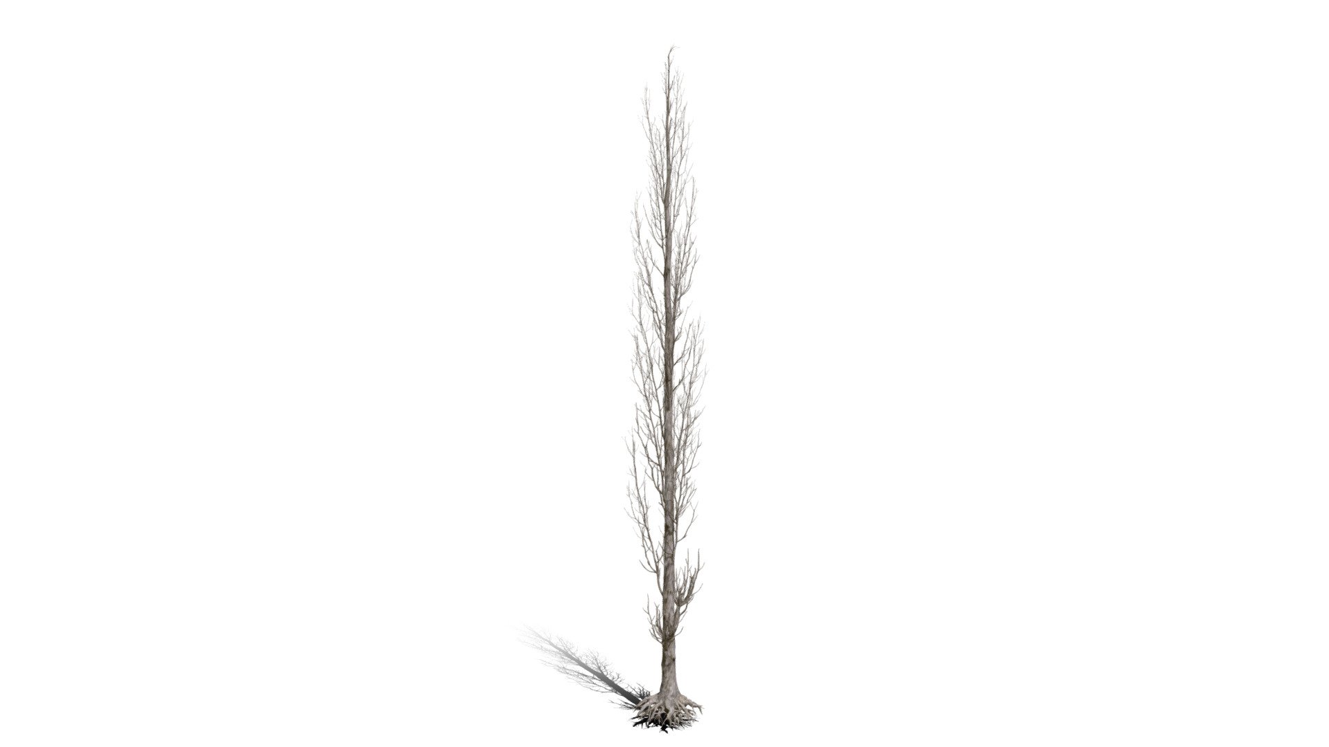 Realistic HD Lombardy poplar (63/75) - Buy Royalty Free 3D model by ...