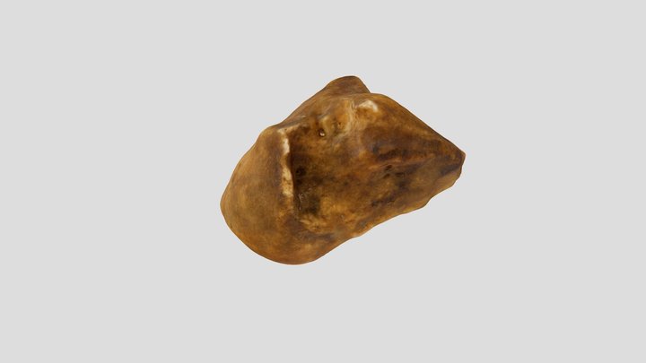 Human Capitate Bone