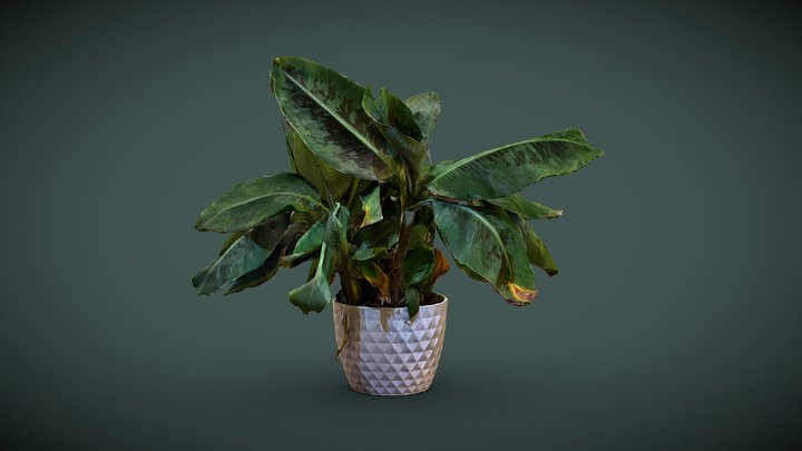 Small banana tree 3D Model