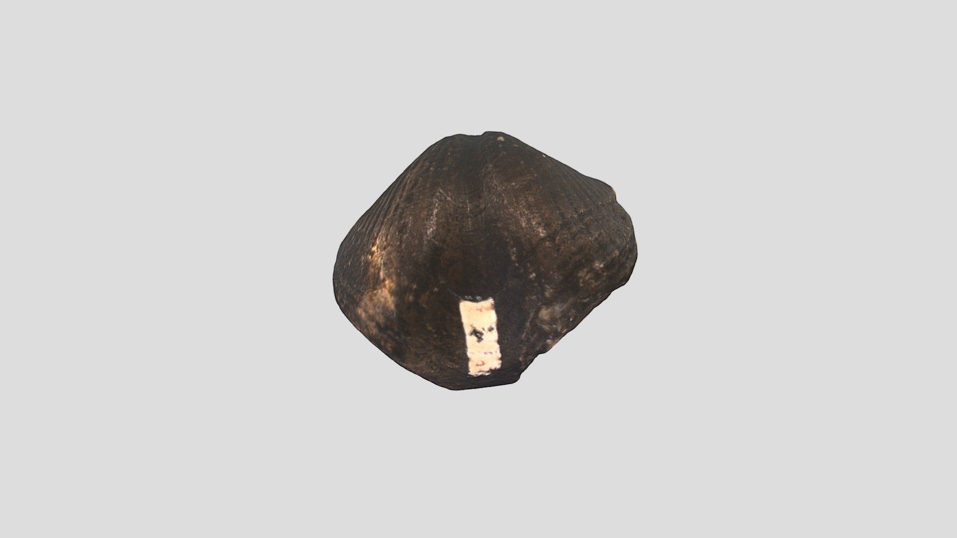 Unknown Fossil