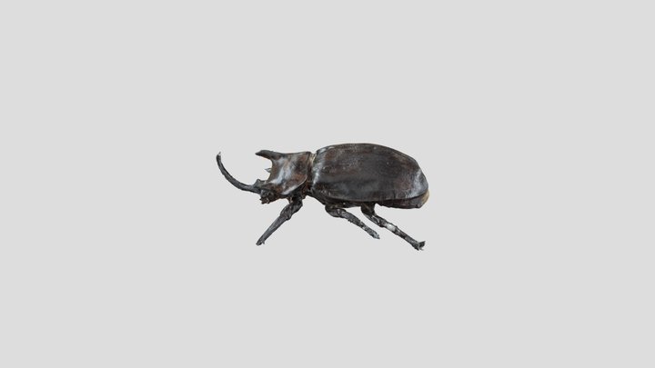 盖亚斯犀金龟雄虫 3D Model