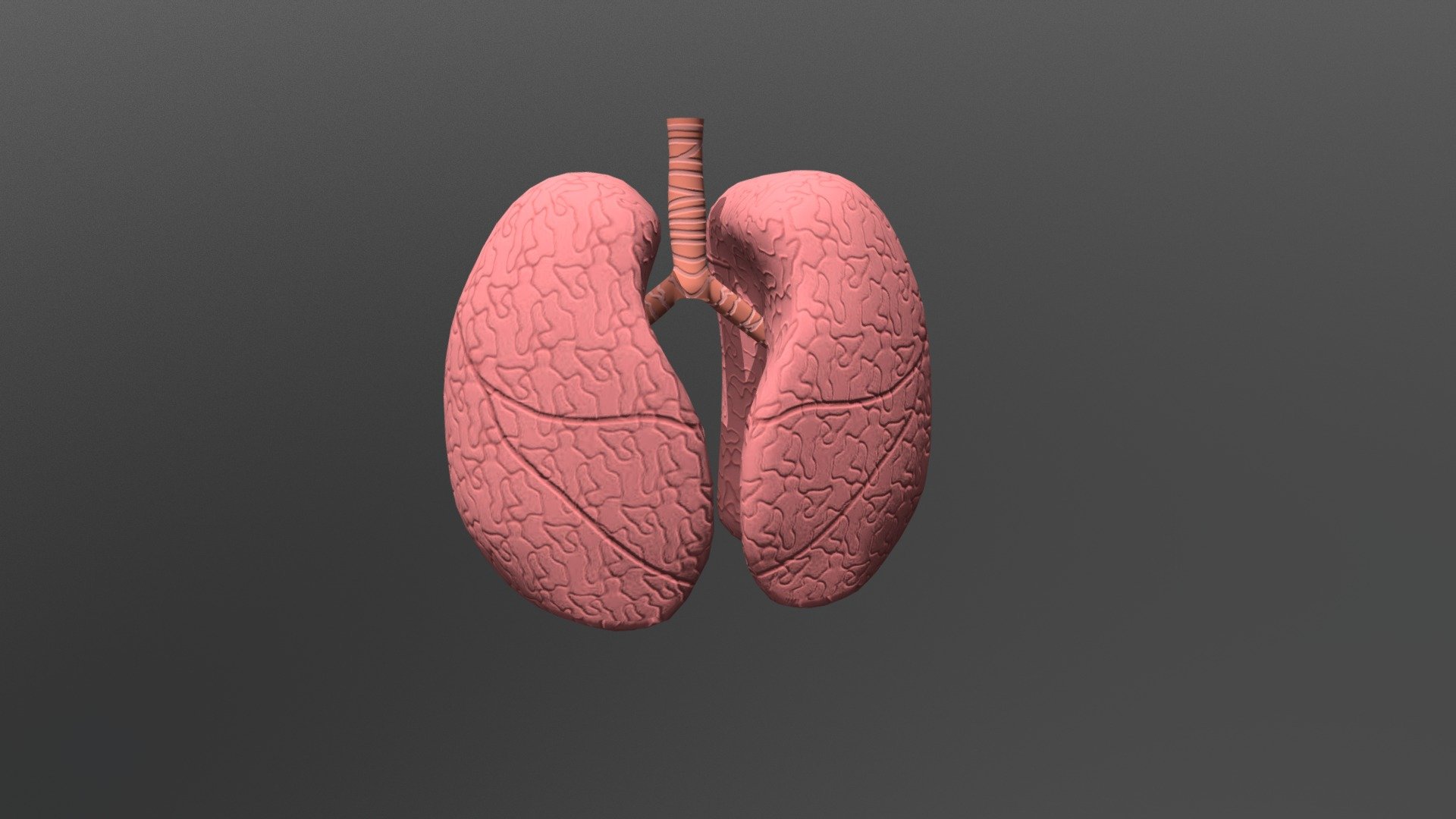 Lungs - 3D model by Cos (@CostaP) [6e932eb] - Sketchfab