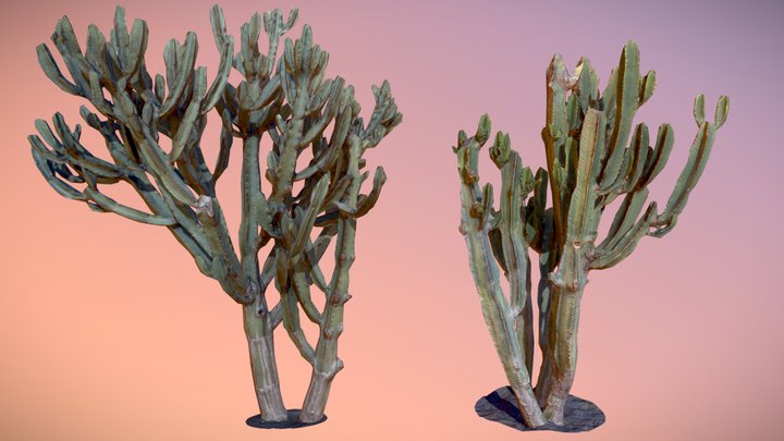 [PACK] / Cactus Cacti / 📷 🇪🇸 / PBR 3D Model