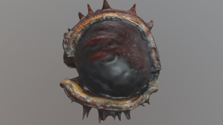 Chestnut – Gratis 3D-model STL