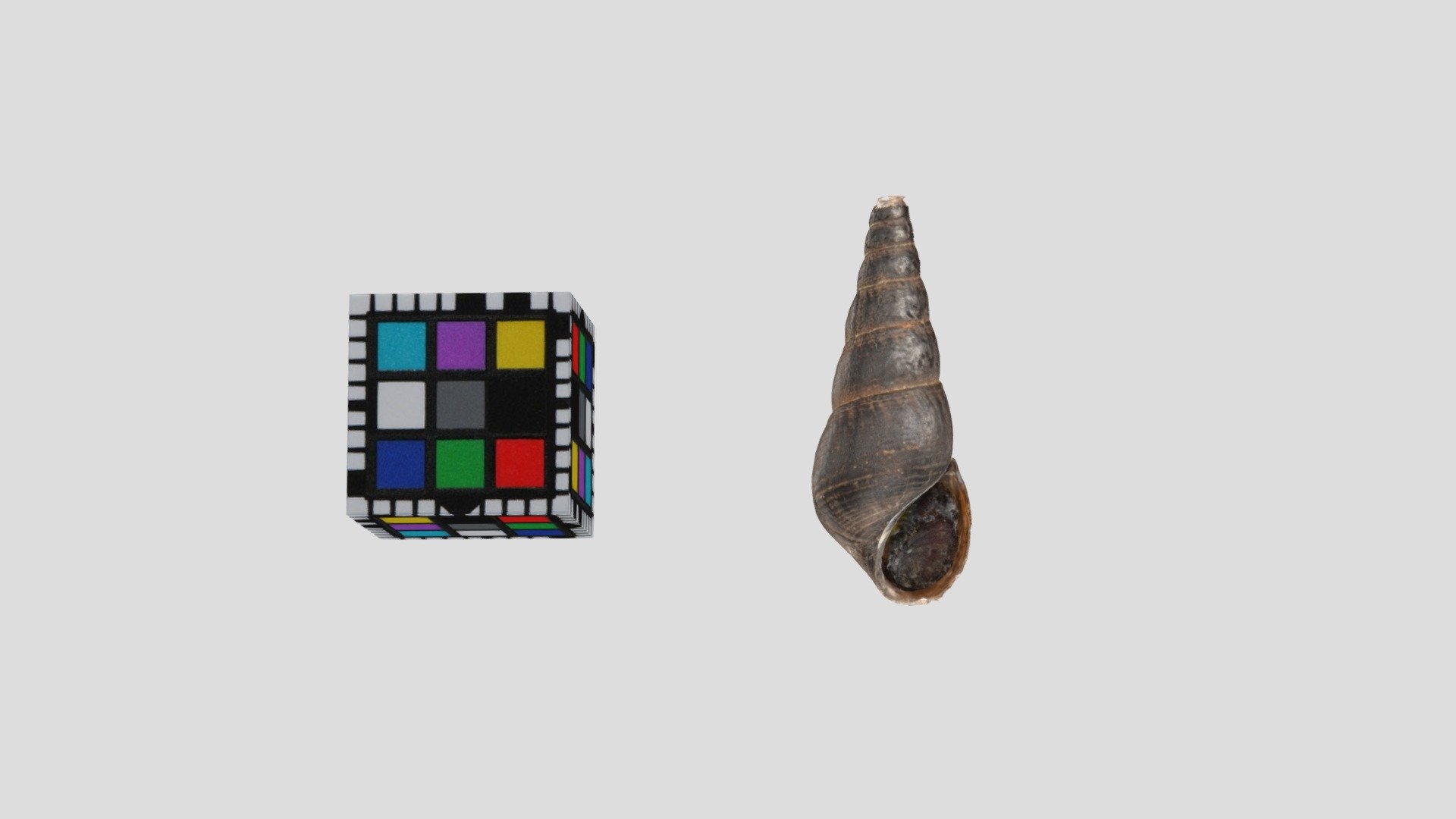 ヌノメカワニナ Melanoides tuberculata