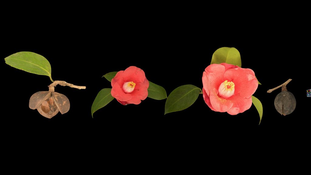 CC0 ヤブツバキ Tsubaki, Camellia japonica