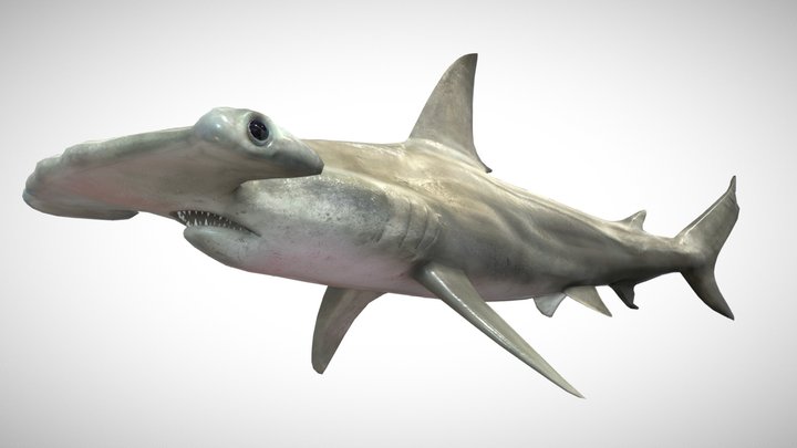 Hammerhead Shark with UE4 Support 3D Model