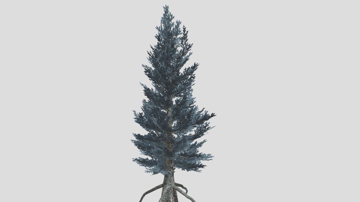 Blue spruce tree 3D Model