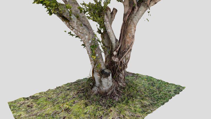 Old tree roots 3D Model