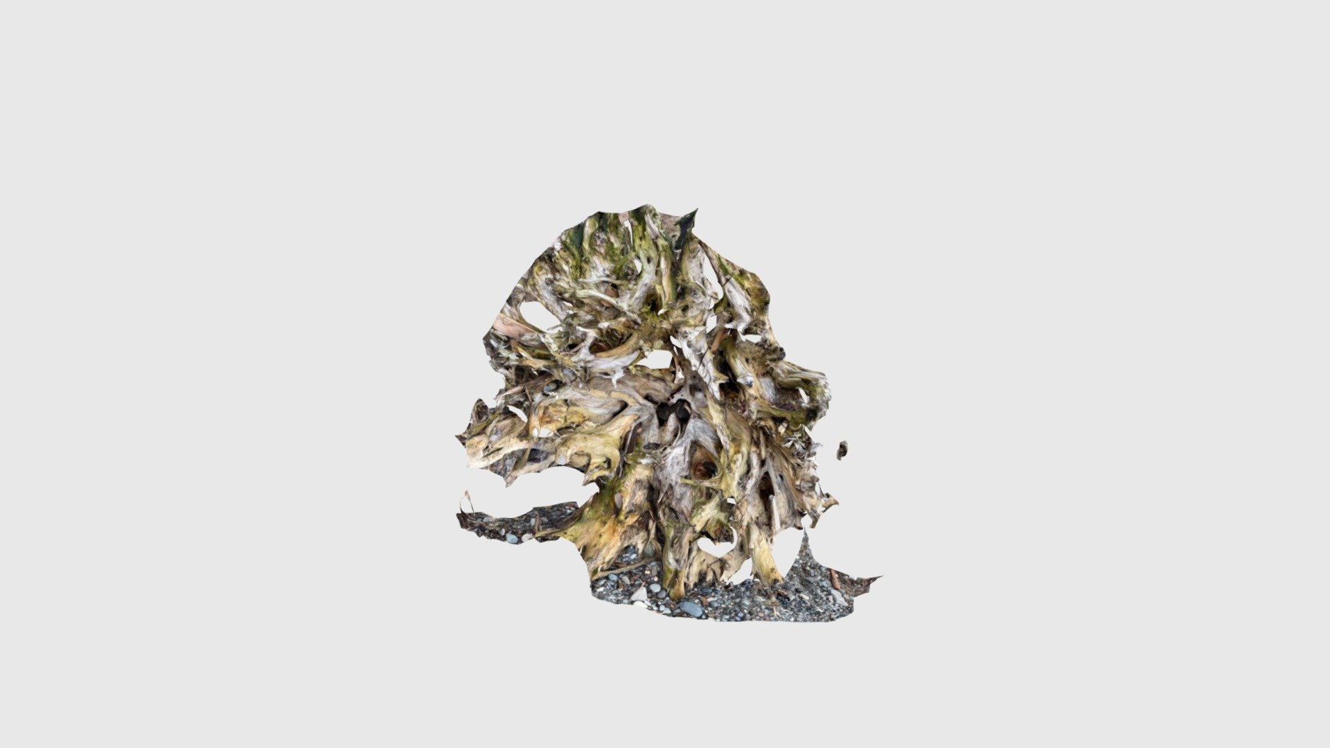 Driftwood