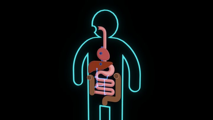 First Pass Effect 3D Model