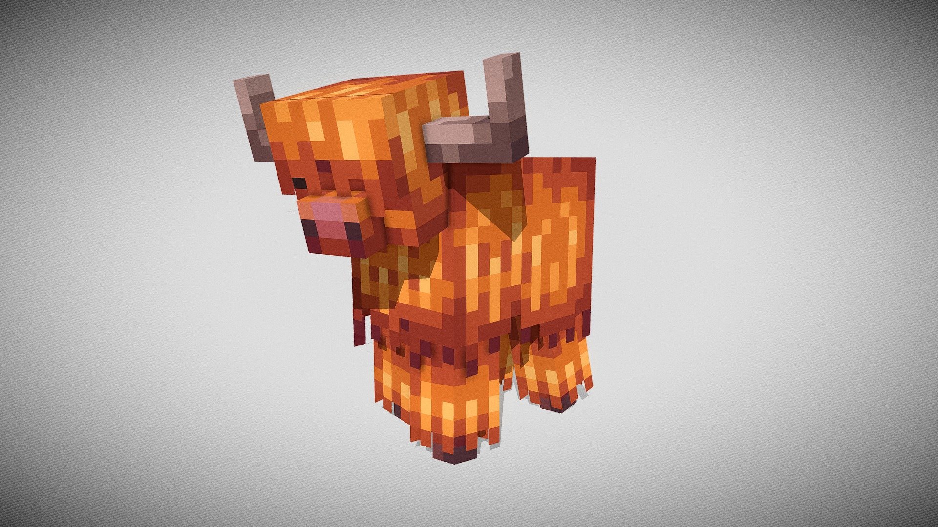 Highland cow