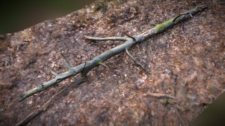 Fallen Tree 3D Model