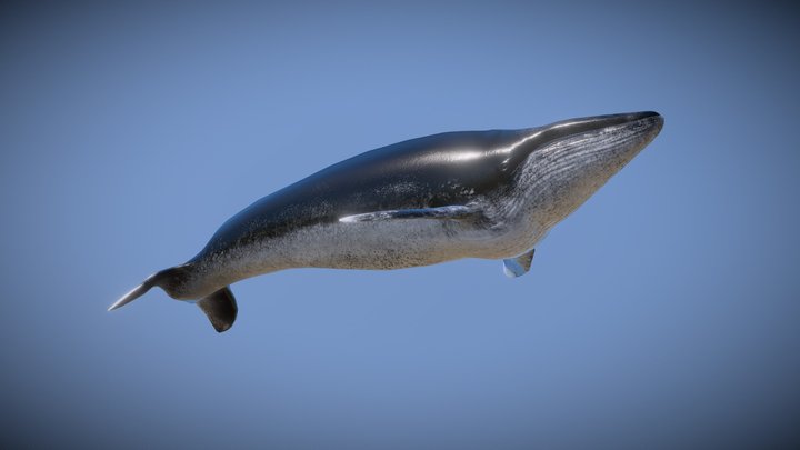 Blue Whale 3D Model