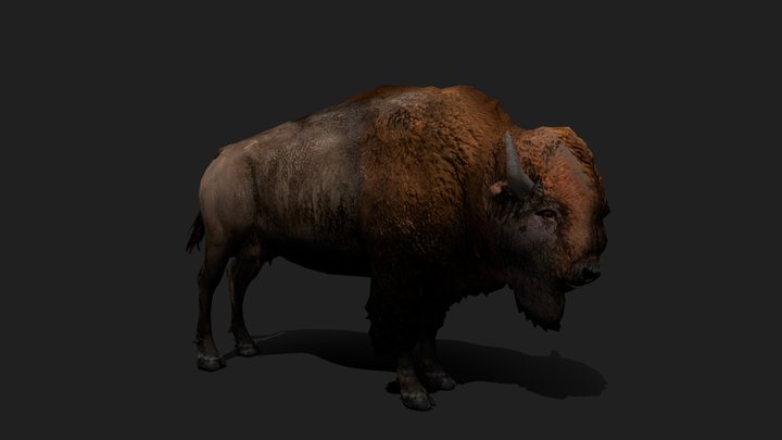 Realistic Bison / Búfalo /  Bisão 3D Model – Free 3D Model STL