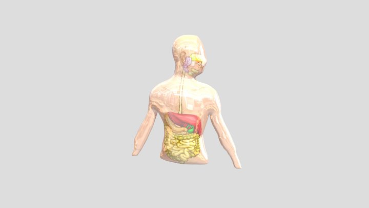 sistem_pencernaan_manusia 3D Model