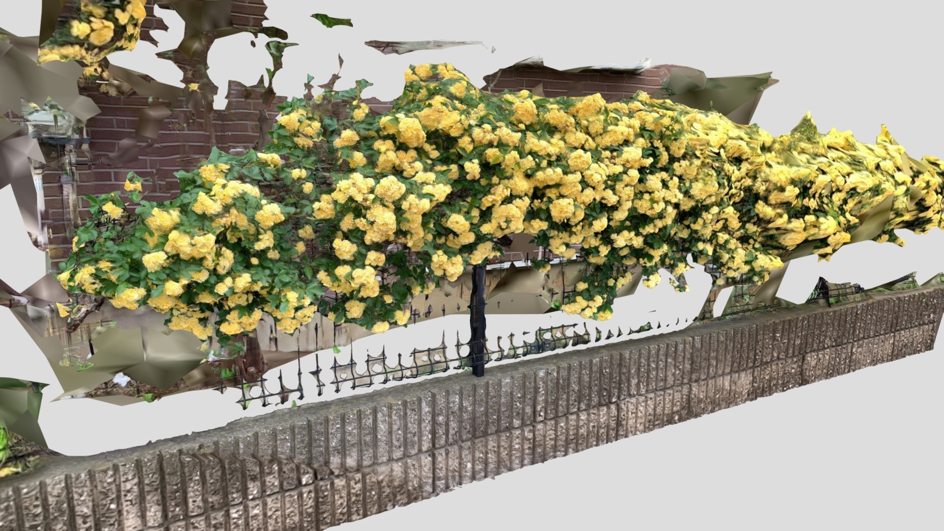 Yellow tree rose revenge