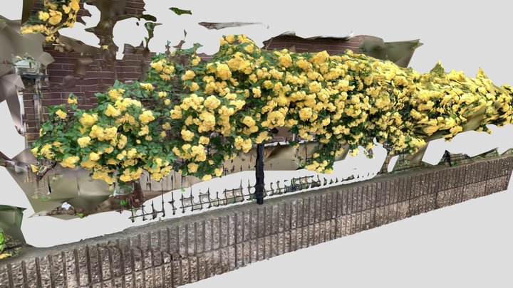 Yellow tree rose revenge 3D Model