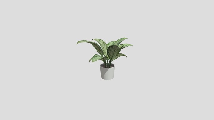 Aglaonema Silver king Plant 3D Model