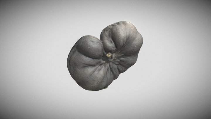 Enterolobium contortisiliquum 3D Model