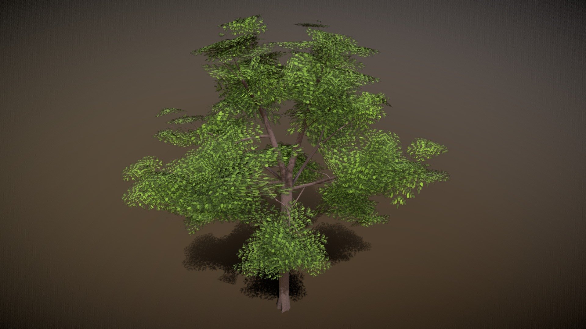 Acacia