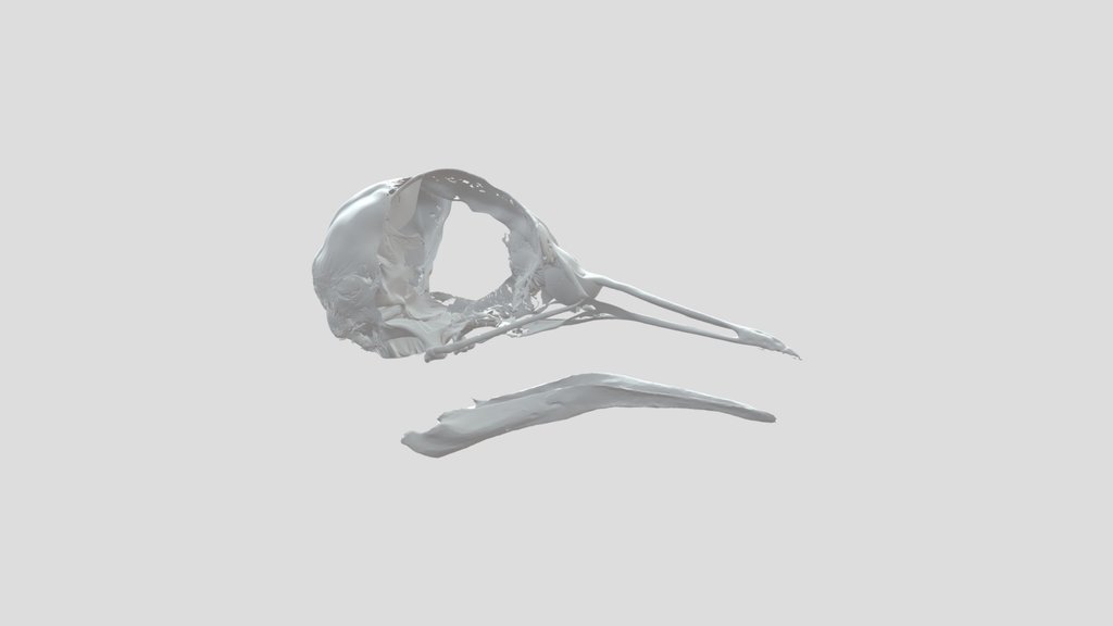 Passenger Pigeon Skull
