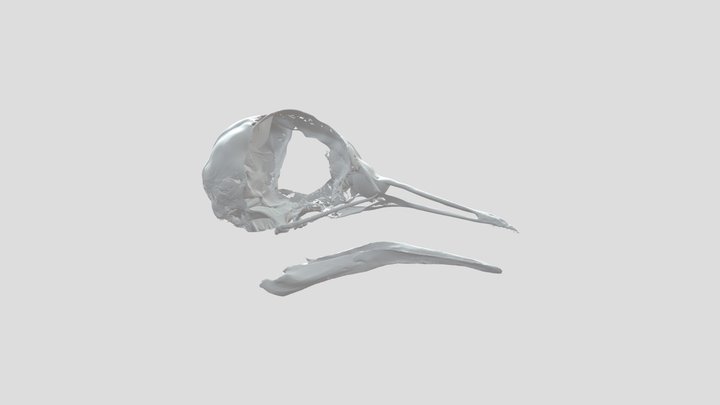 Passenger Pigeon Skull – Kostenloses 3D-Modell STL