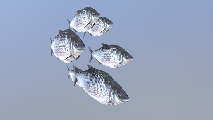 Cardume de peixes 3D Model