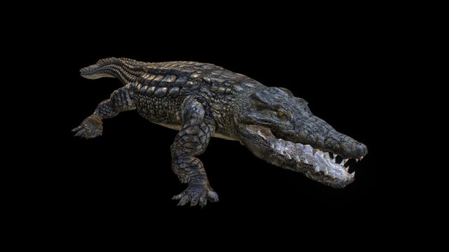 Croco Anim 3D Model
