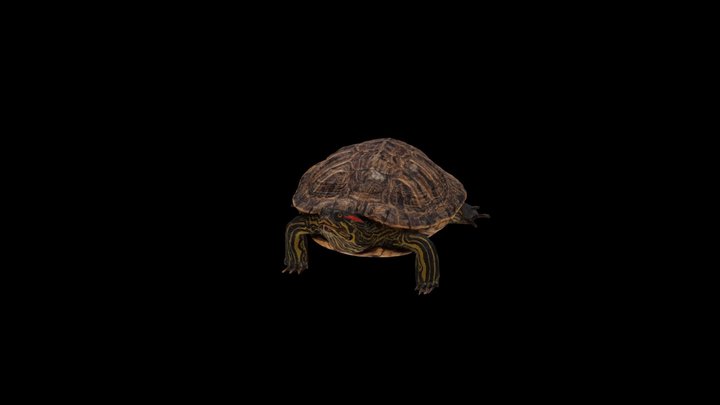 Trachemys scripta 3D Model