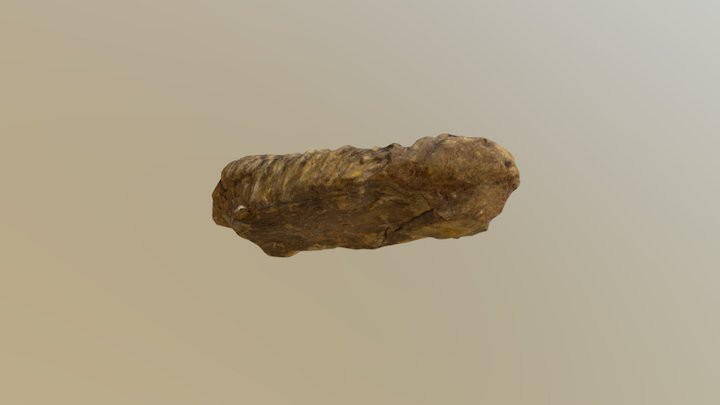 Trilobite fossil scan 3D Model