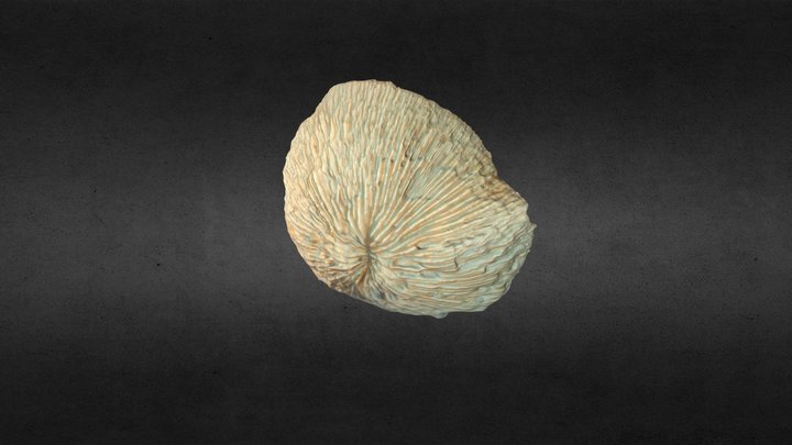 Feather Coral Scan 3D Model
