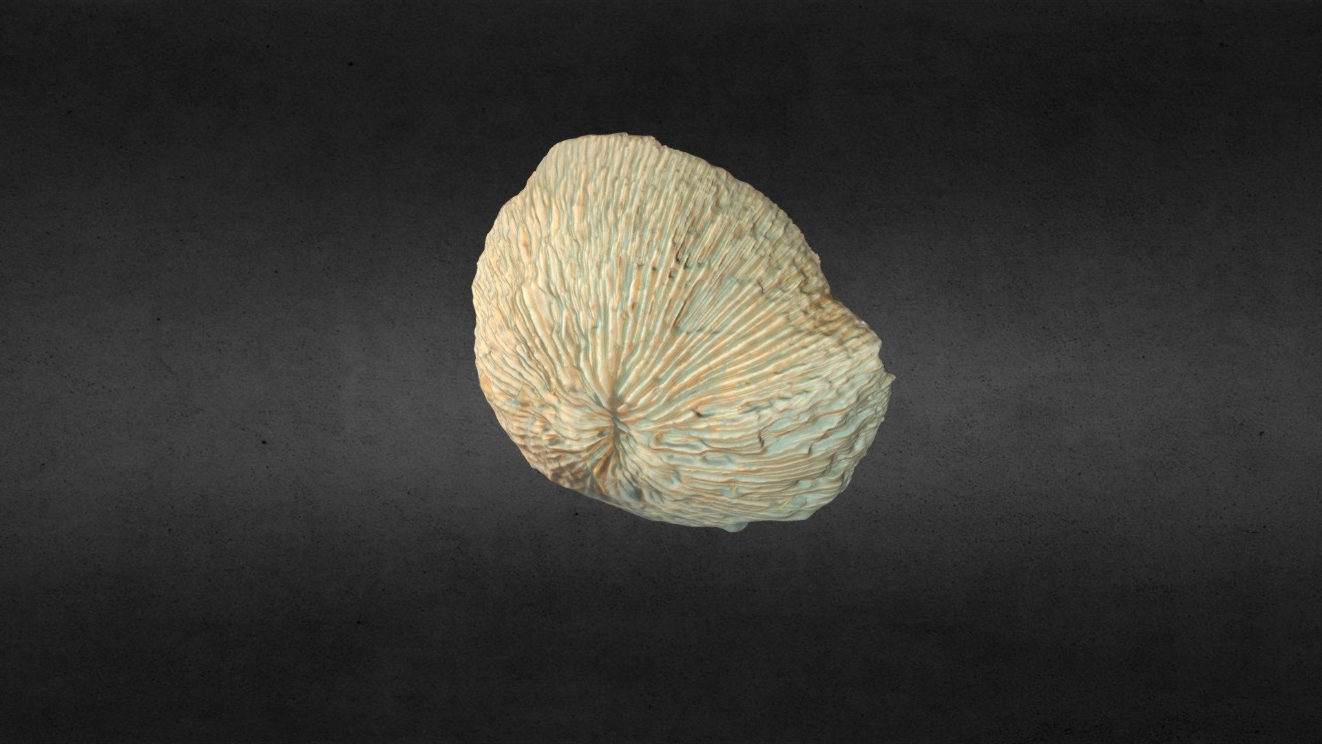 Feather Coral Scan