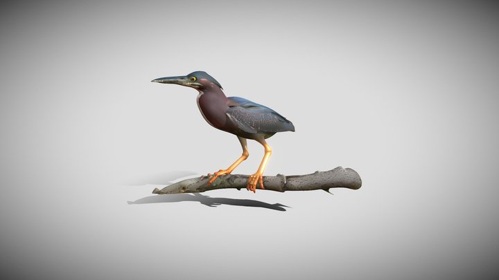 Butorides Viriscens – Modello 3D gratuito STL
