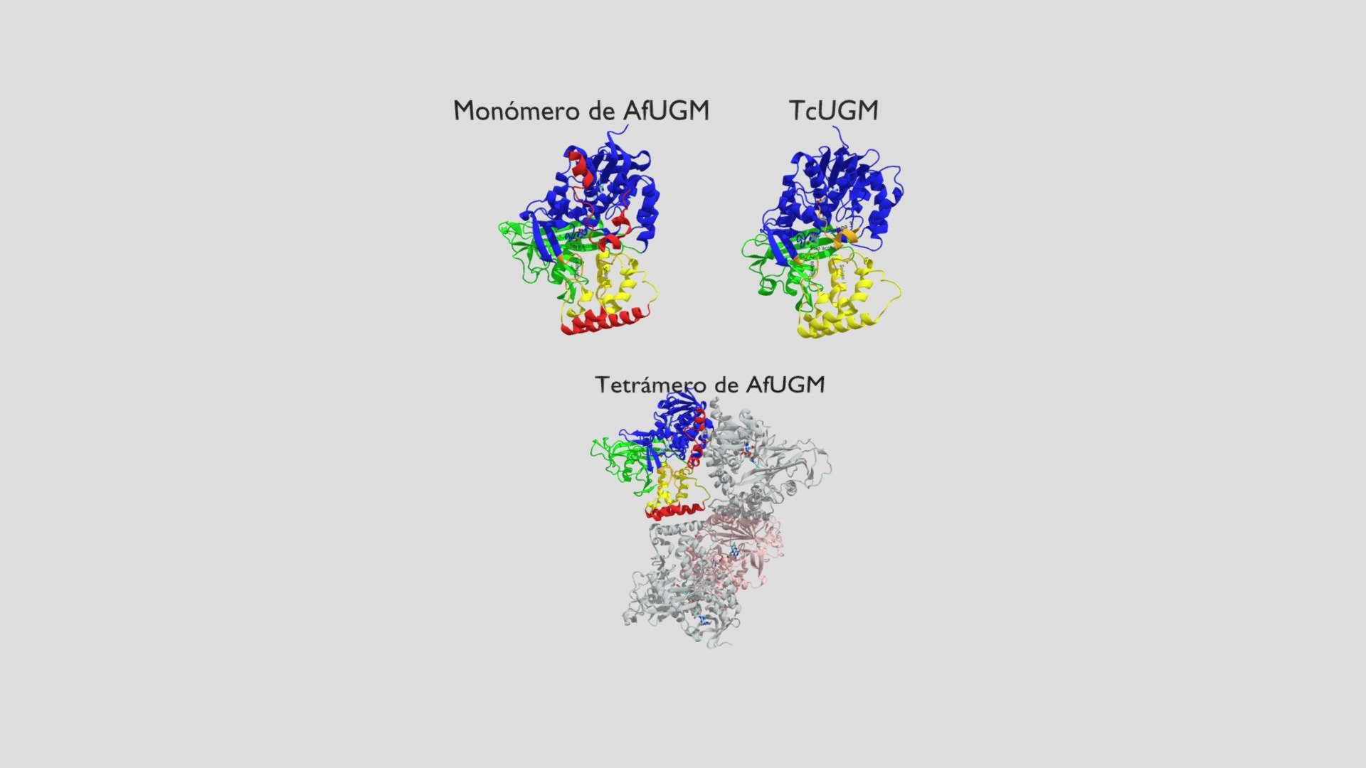 Estructura de UGMs eucariotas: AfUGM y TcUGM