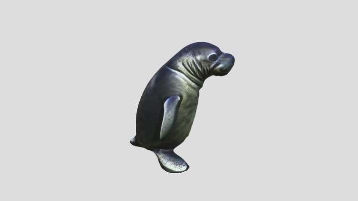 Hawaiian Monk Seal 3D Model