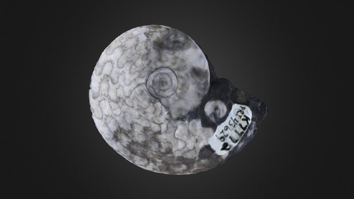 Cephalopod: Gymnotoceras beachi (PRI 43629) – Gratis 3D-model STL