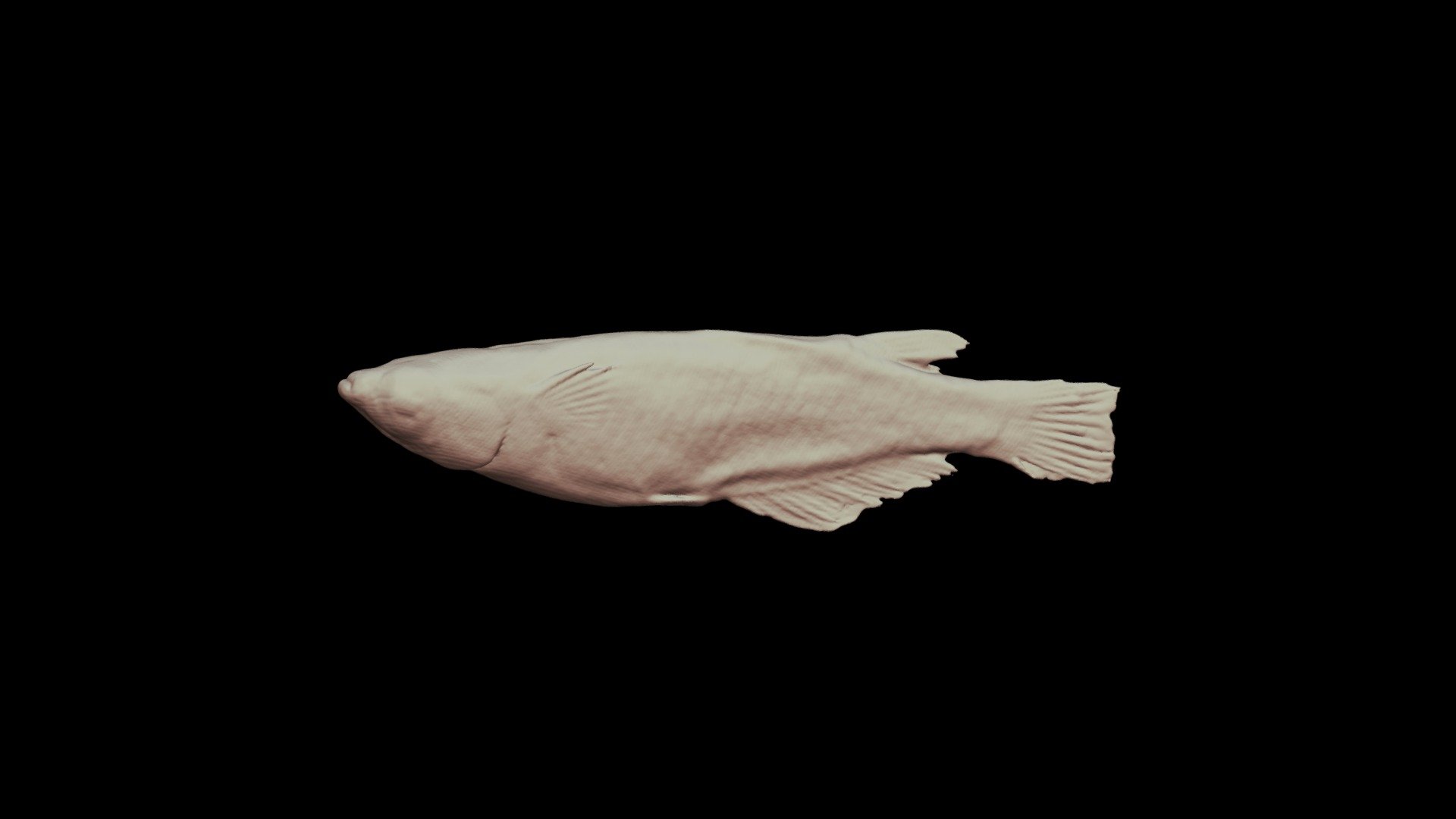 ミナミメダカ Japanese ricefish, Oryzias latipes — Sketchfab embed 3D viewer