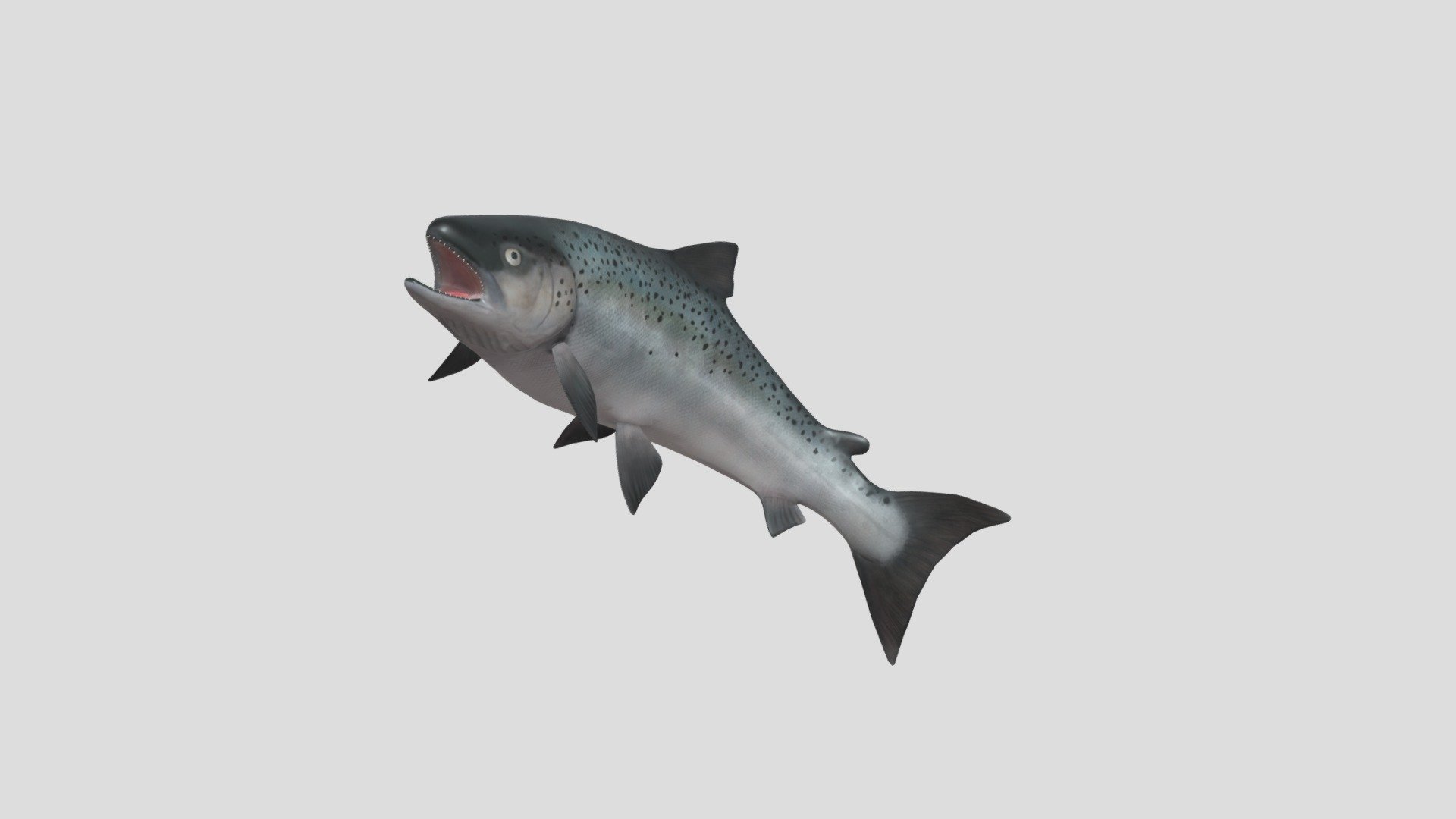 Salmon — Sketchfab embed 3D viewer