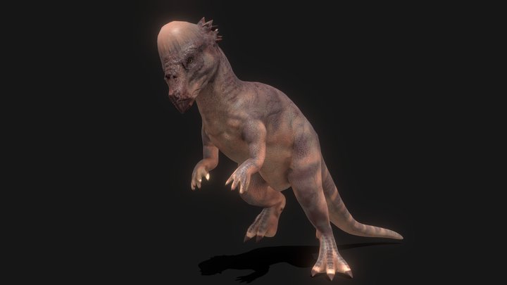 PBR Pachycephalasaurus (Animated) 3D Model